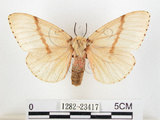 中文名:黑角舞蛾(1282-23417)學名:Lymantria xylina Swinhoe, 1903(1282-23417)