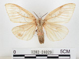中文名:黑角舞蛾(1282-24029)學名:Lymantria xylina Swinhoe, 1903(1282-24029)