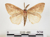 中文名:黑角舞蛾(2122-480)學名:Lymantria xylina Swinhoe, 1903(2122-480)