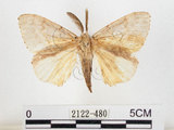 中文名:黑角舞蛾(2122-480)學名:Lymantria xylina Swinhoe, 1903(2122-480)