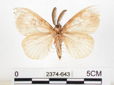 中文名:黑角舞蛾(2374-643)學名:Lymantria xylina Swinhoe, 1903(2374-643)