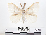 中文名:黑角舞蛾(3235-1150)學名:Lymantria xylina Swinhoe, 1903(3235-1150)