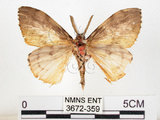 中文名:黑角舞蛾(3672-359)學名:Lymantria xylina Swinhoe, 1903(3672-359)