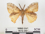 中文名:黑角舞蛾(3672-359)學名:Lymantria xylina Swinhoe, 1903(3672-359)
