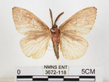 中文名:黑角舞蛾(3672-118)學名:Lymantria xylina Swinhoe, 1903(3672-118)
