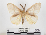 中文名:黑角舞蛾(3672-118)學名:Lymantria xylina Swinhoe, 1903(3672-118)