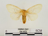 中文名:榕透翅毒蛾(64-452)學名:Perina nuda (Fabricius, 1787)(64-452)
