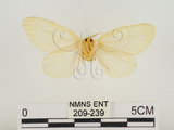 中文名:榕透翅毒蛾(209-239)學名:Perina nuda (Fabricius, 1787)(209-239)