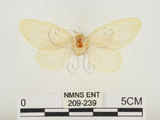 中文名:榕透翅毒蛾(209-239)學名:Perina nuda (Fabricius, 1787)(209-239)