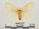 中文名:榕透翅毒蛾(441-3021)學名:Perina nuda (Fabricius, 1787)(441-3021)