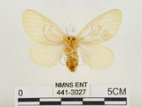 中文名:榕透翅毒蛾(441-3027)學名:Perina nuda (Fabricius, 1787)(441-3027)