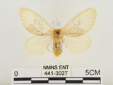 中文名:榕透翅毒蛾(441-3027)學名:Perina nuda (Fabricius, 1787)(441-3027)