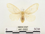 中文名:榕透翅毒蛾(441-3022)學名:Perina nuda (Fabricius, 1787)(441-3022)