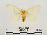 中文名:榕透翅毒蛾(446-312)學名:Perina nuda (Fabricius, 1787)(446-312)