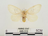 中文名:榕透翅毒蛾(446-312)學名:Perina nuda (Fabricius, 1787)(446-312)