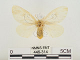 中文名:榕透翅毒蛾(446-314)學名:Perina nuda (Fabricius, 1787)(446-314)