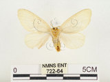 中文名:榕透翅毒蛾(722-64)學名:Perina nuda (Fabricius, 1787)(722-64)