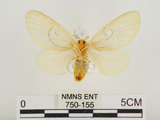 中文名:榕透翅毒蛾(750-155)學名:Perina nuda (Fabricius, 1787)(750-155)