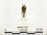 中文名:榕透翅毒蛾(1130-69)學名:Perina nuda (Fabricius, 1787)(1130-69)