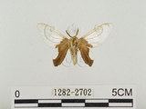中文名:榕透翅毒蛾(1282-2702)學名:Perina nuda (Fabricius, 1787)(1282-2702)