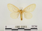 中文名:榕透翅毒蛾(1282-21913)學名:Perina nuda (Fabricius, 1787)(1282-21913)