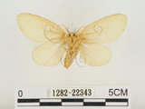 中文名:榕透翅毒蛾(1282-22343)學名:Perina nuda (Fabricius, 1787)(1282-22343)