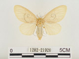 中文名:榕透翅毒蛾(1282-21920)學名:Perina nuda (Fabricius, 1787)(1282-21920)