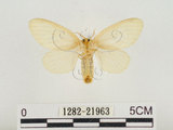 中文名:榕透翅毒蛾(1282-21963)學名:Perina nuda (Fabricius, 1787)(1282-21963)
