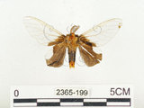 中文名:榕透翅毒蛾(2365-199)學名:Perina nuda (Fabricius, 1787)(2365-199)