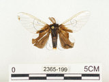 中文名:榕透翅毒蛾(2365-199)學名:Perina nuda (Fabricius, 1787)(2365-199)