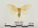 中文名:榕透翅毒蛾(3672-292)學名:Perina nuda (Fabricius, 1787)(3672-292)