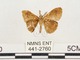 中文名:小白紋毒蛾(441-2760)學名:Orgyia postica (Walker, 1855)(441-2760)