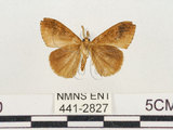 中文名:小白紋毒蛾(441-2827)學名:Orgyia postica (Walker, 1855)(441-2827)