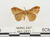 中文名:小白紋毒蛾(441-2821)學名:Orgyia postica (Walker, 1855)(441-2821)