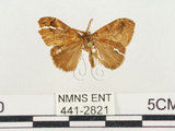 中文名:小白紋毒蛾(441-2821)學名:Orgyia postica (Walker, 1855)(441-2821)