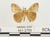 中文名:小白紋毒蛾(441-2755)學名:Orgyia postica (Walker, 1855)(441-2755)