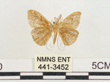 中文名:小白紋毒蛾(441-3452)學名:Orgyia postica (Walker, 1855)(441-3452)