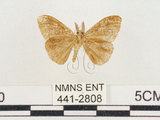 中文名:小白紋毒蛾(441-2808)學名:Orgyia postica (Walker, 1855)(441-2808)