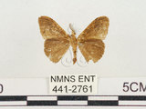 中文名:小白紋毒蛾(441-2761)學名:Orgyia postica (Walker, 1855)(441-2761)