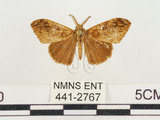 中文名:小白紋毒蛾(441-2767)學名:Orgyia postica (Walker, 1855)(441-2767)