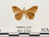 中文名:小白紋毒蛾(441-2763)學名:Orgyia postica (Walker, 1855)(441-2763)