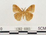 中文名:小白紋毒蛾(1282-4003)學名:Orgyia postica (Walker, 1855)(1282-4003)