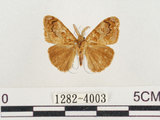 中文名:小白紋毒蛾(1282-4003)學名:Orgyia postica (Walker, 1855)(1282-4003)