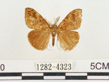 中文名:小白紋毒蛾(1282-4323)學名:Orgyia postica (Walker, 1855)(1282-4323)