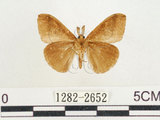中文名:小白紋毒蛾(1282-2652)學名:Orgyia postica (Walker, 1855)(1282-2652)