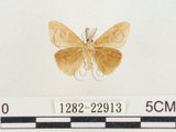 中文名:小白紋毒蛾(1282-22913)學名:Orgyia postica (Walker, 1855)(1282-22913)