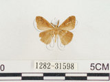中文名:小白紋毒蛾(1282-31598)學名:Orgyia postica (Walker, 1855)(1282-31598)