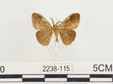 中文名:小白紋毒蛾(2238-115)學名:Orgyia postica (Walker, 1855)(2238-115)