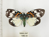 中文名:山龍眼螢斑蛾(1382-20)學名:Erasmia pulchella hobsoni Butler, 1889(1382-20)