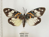 中文名:山龍眼螢斑蛾(3653-459)學名:Erasmia pulchella hobsoni Butler, 1889(3653-459)